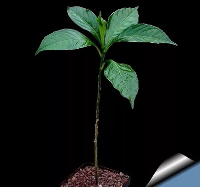 росток баобаба