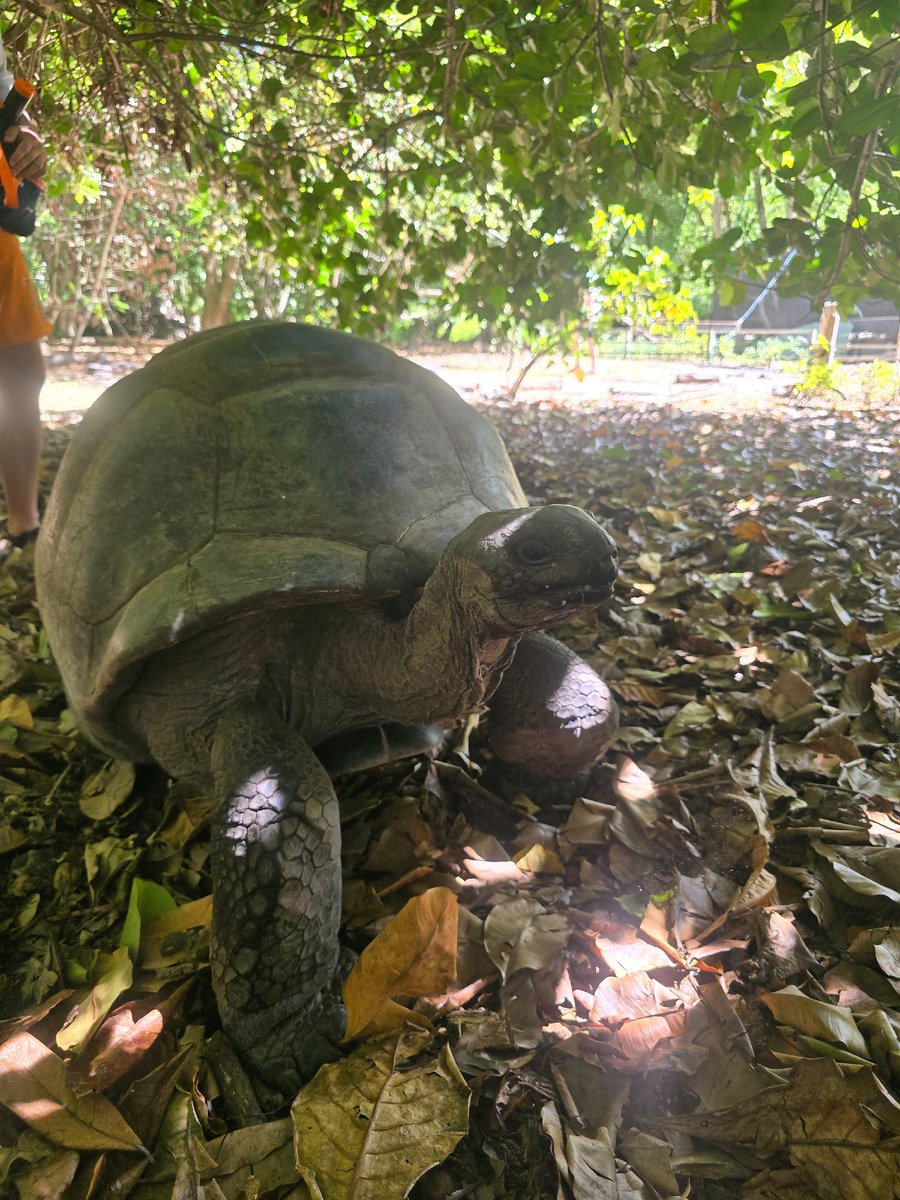 Черепашки на Курьезе