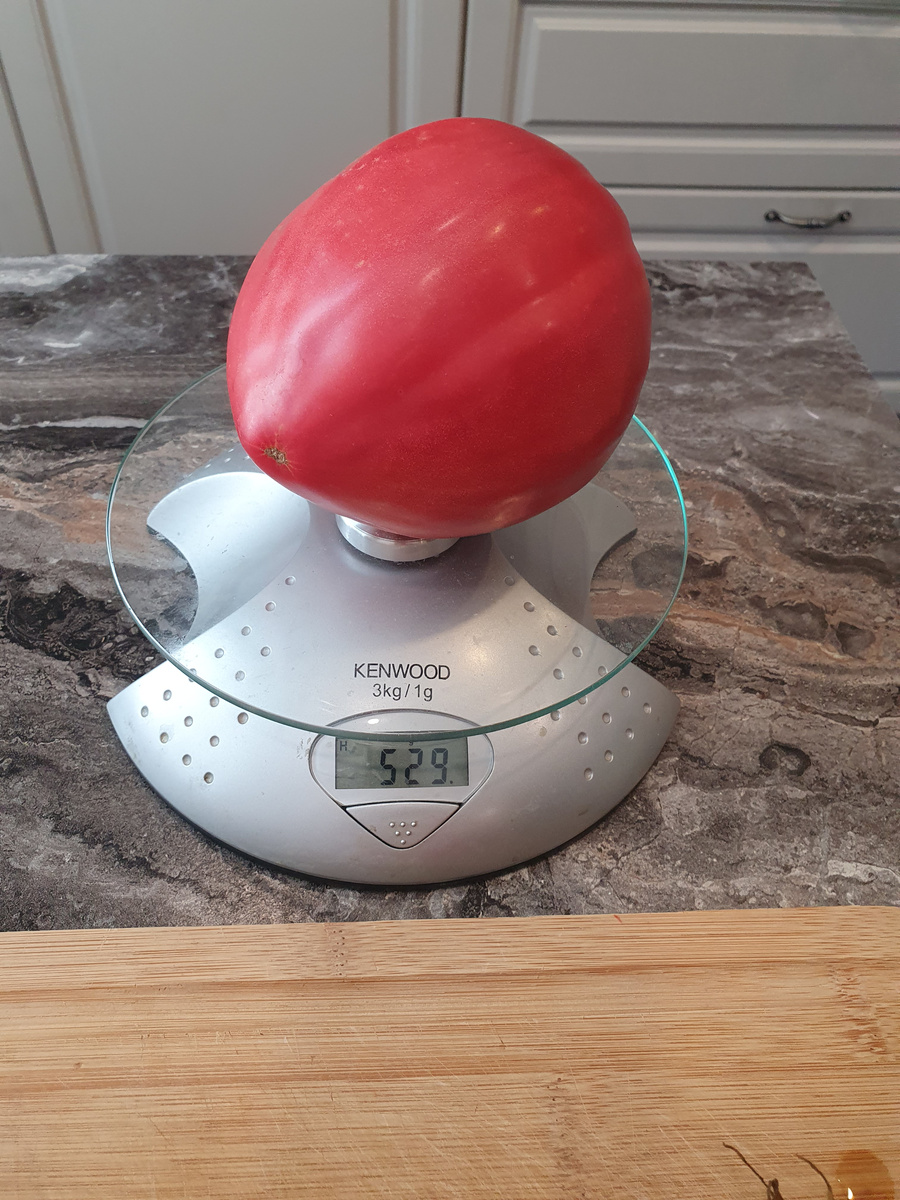 томат Косово