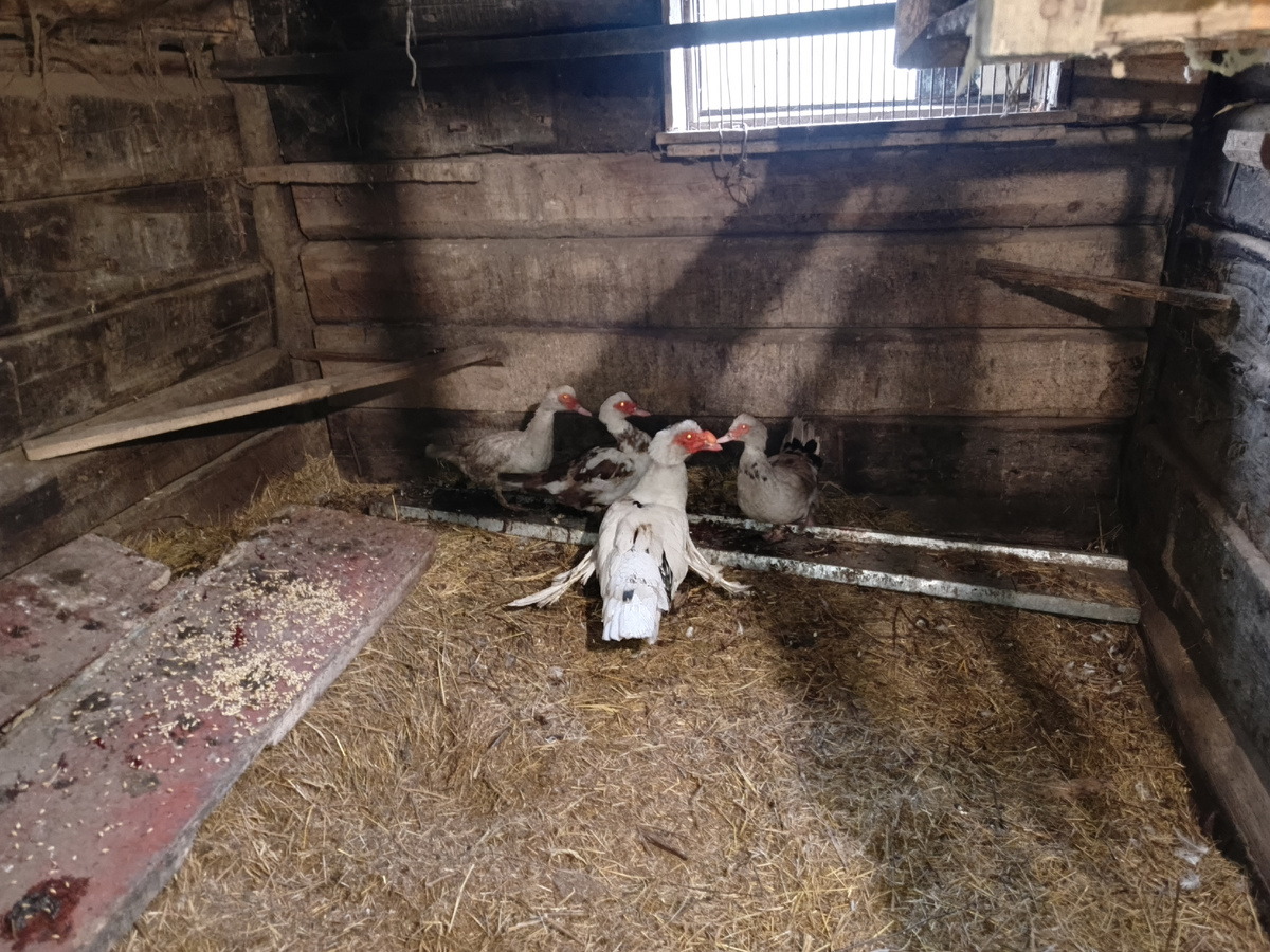 Новые жители