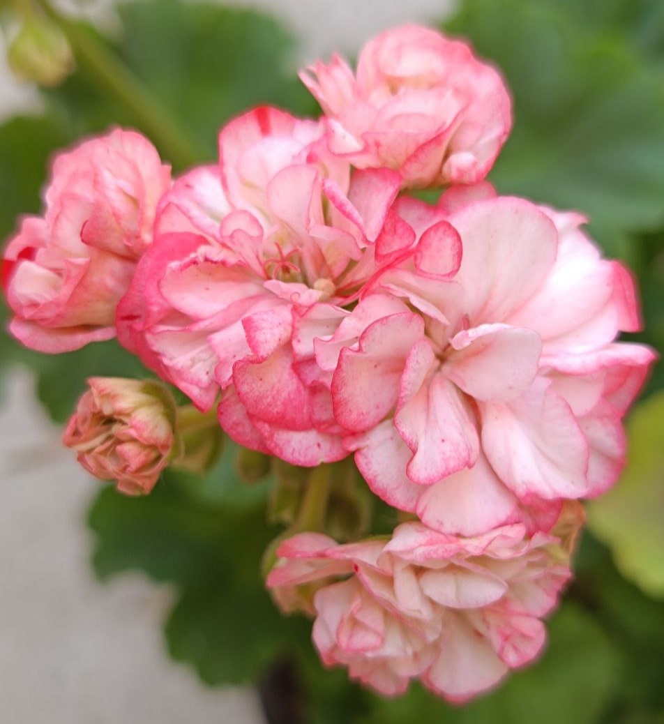 Unicorn Mondey Morning 