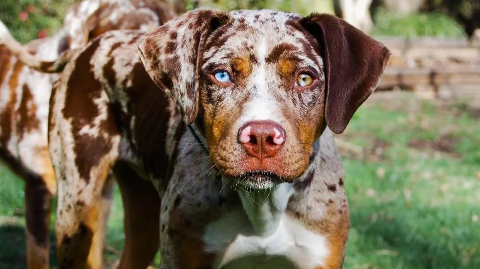 Это официальная собака штата Луизиана — единственная в своём роде.