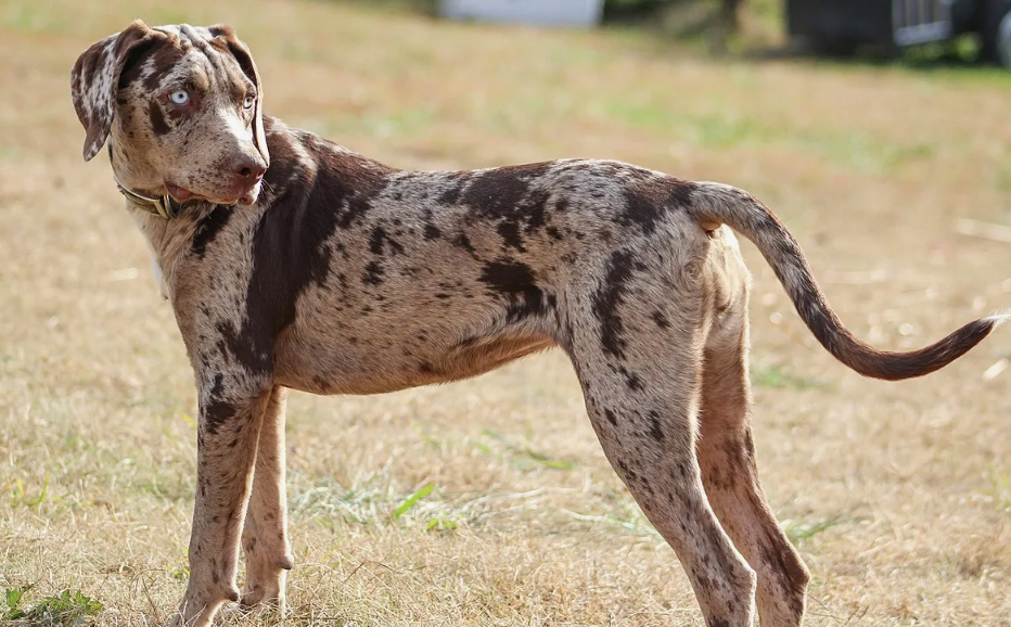 Катахулы могут иметь разноцветные глаза, иногда один глаз наполовину голубой, наполовину янтарный.