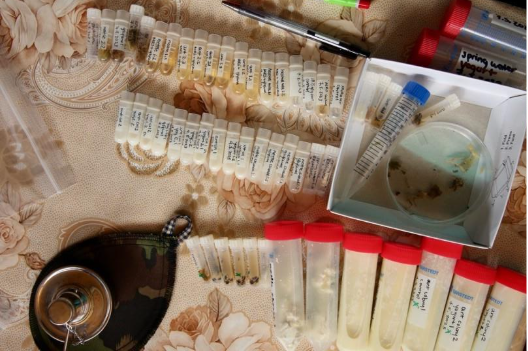 Образцы, собранные в ходе полевых исследований йогурта с муравьями в Болгарии, включая йогурт и местных лесных муравьев