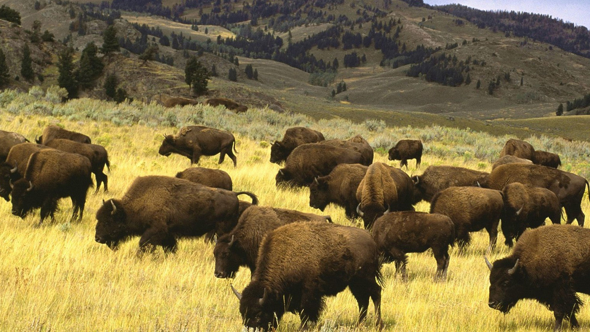 Здесь, среди высоких трав и живописных рек, обитают настоящие хозяева прерий — американские бизоны. Источник фото - https://lyl.su/brFt