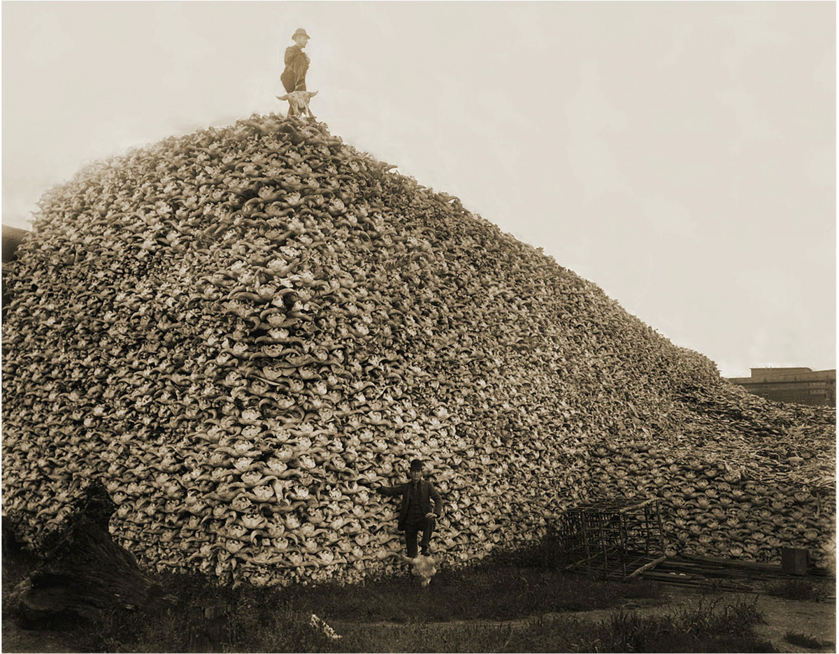  С середины XIX века началось массовое истребление бизонов. Источник фото - https://lyl.su/tBxW 