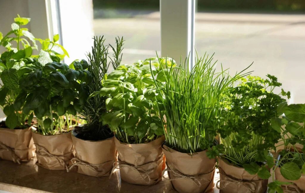 Что посеять на подоконнике в октябре-ноябре: ТОП зелени для вкусной и здоровой зимы