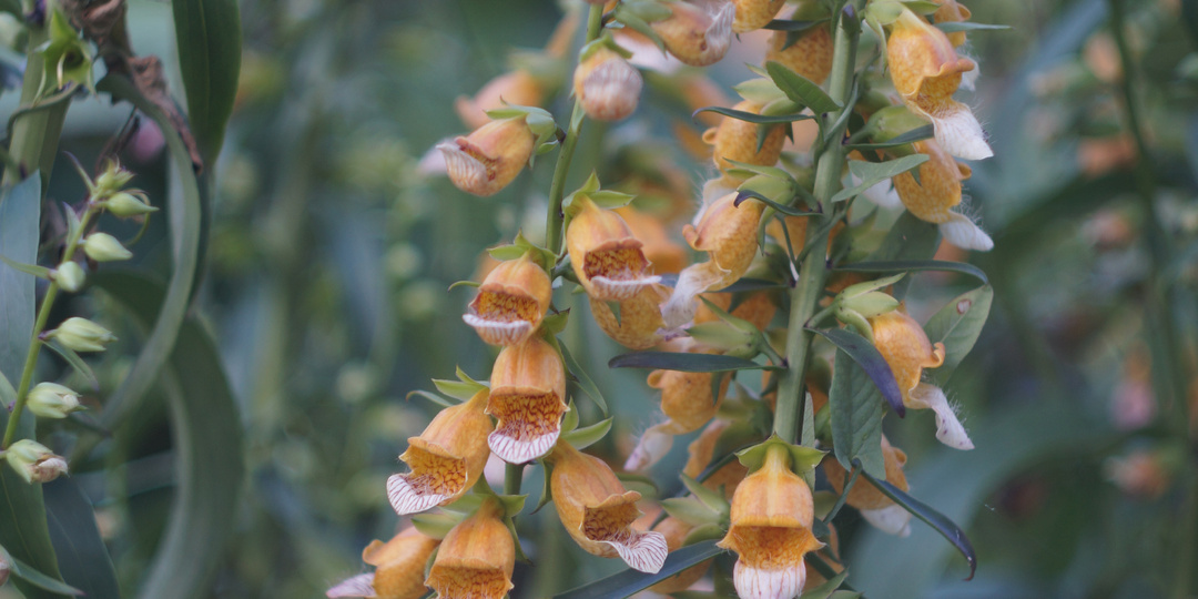 СЕМЕНА интересных многолетников (2026). Доставка 99 руб!