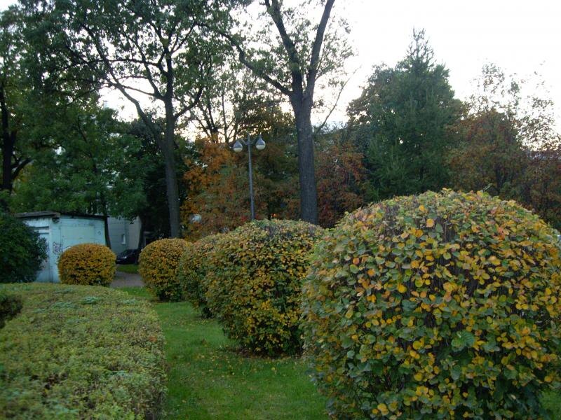 Ирга в форме шара