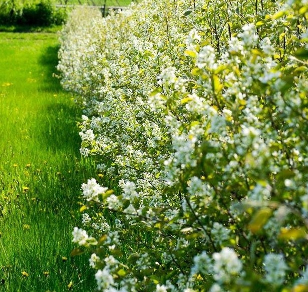 Изгородь из ирги