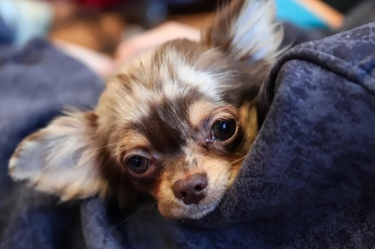    Нижегородцы чаще других пород выбирают чихуахуа и шотландских кошек