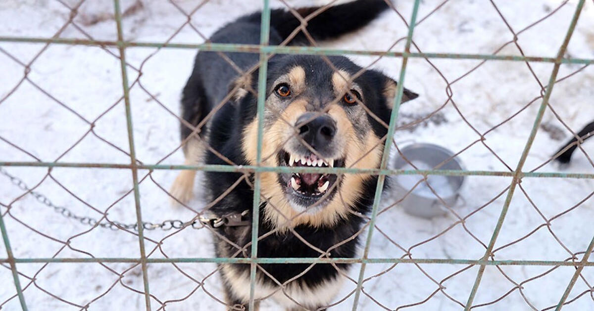 По данным управления ветеринарии НСО, в новосибирских приютах примерно половина собак — агрессивные и опасные для людей.