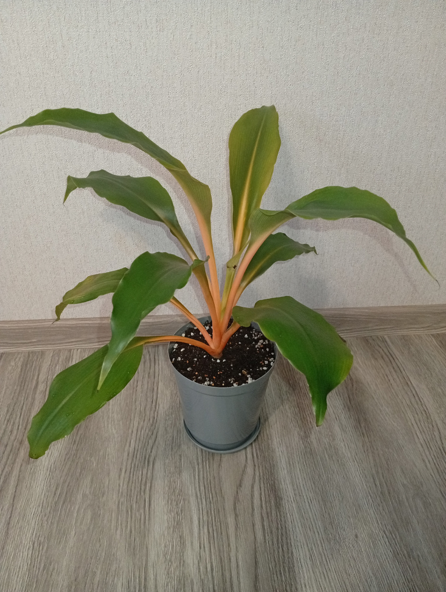 Мой экземпляр. Видно, что новый листик растёт уже с гнилью. В какой-то из поливов перестаралась. 