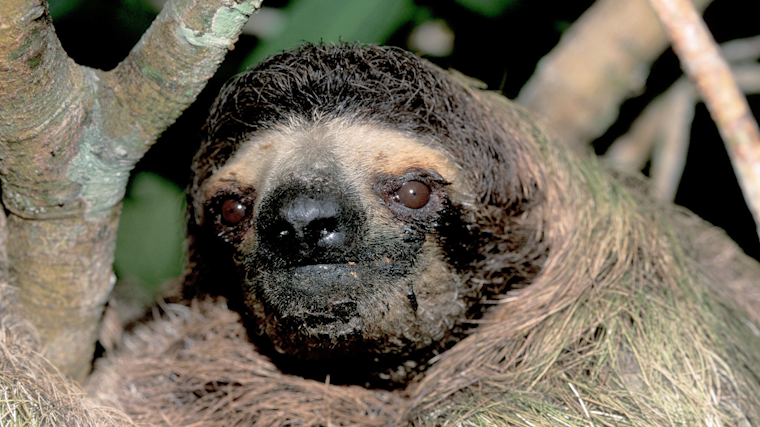    Фото: www.globallookpress.com/Christian Ziegler/DanitaDelimo