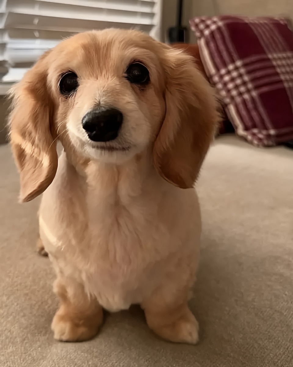 Собака Бэлла с улыбкой-ухмылкой