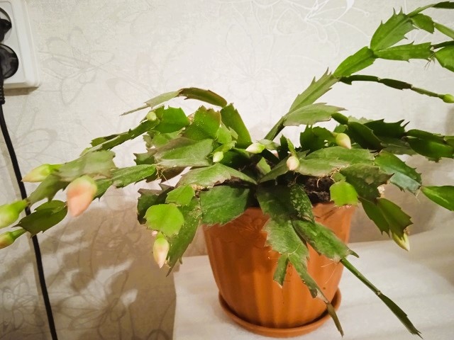 Декабрист: уход для цветения за лесным кактусом Шлюмбергера