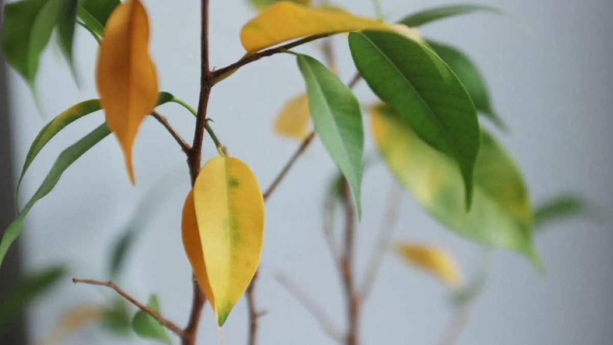 Листья желтеют