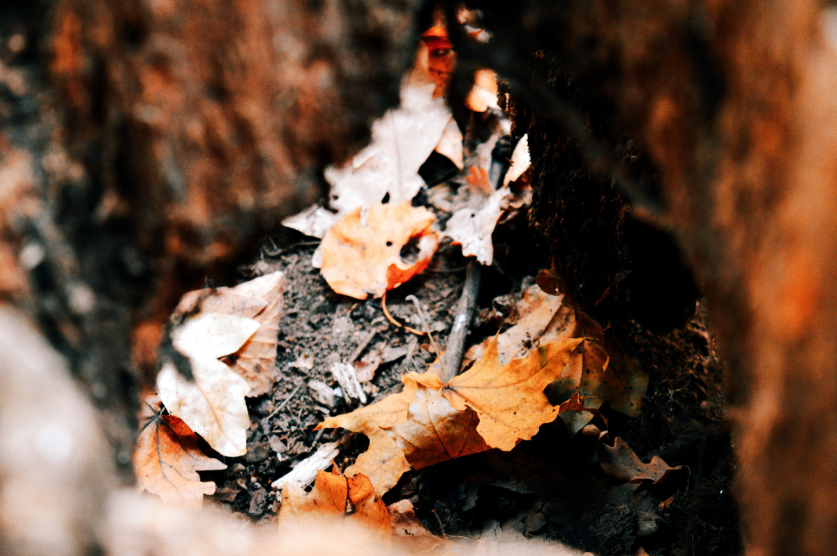 Фото Анастасии Асташовой, во время этого спектакля мы замечаем совершенно особую лесную жизнь. 