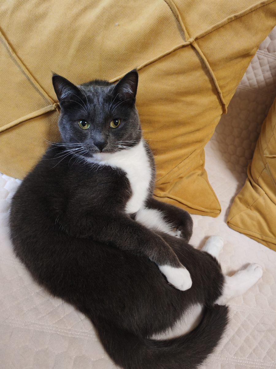 Отважный борец с мышами!