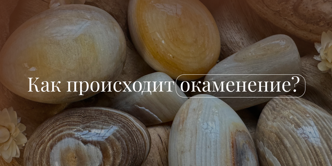 В чем сила окаменелого дерева?