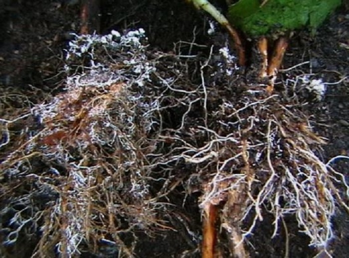 При таком заселении мицелия на корнях патогенам просто нет места. 