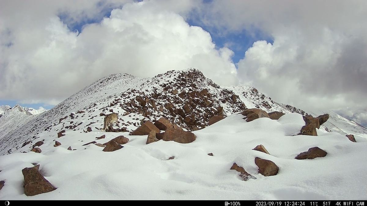 Кадр, снятый на фотоловушку в Республике Алтай