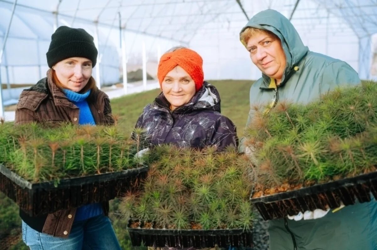    Уникальный в Кузбассе хвойный питомник открыли для восстановления лесов
