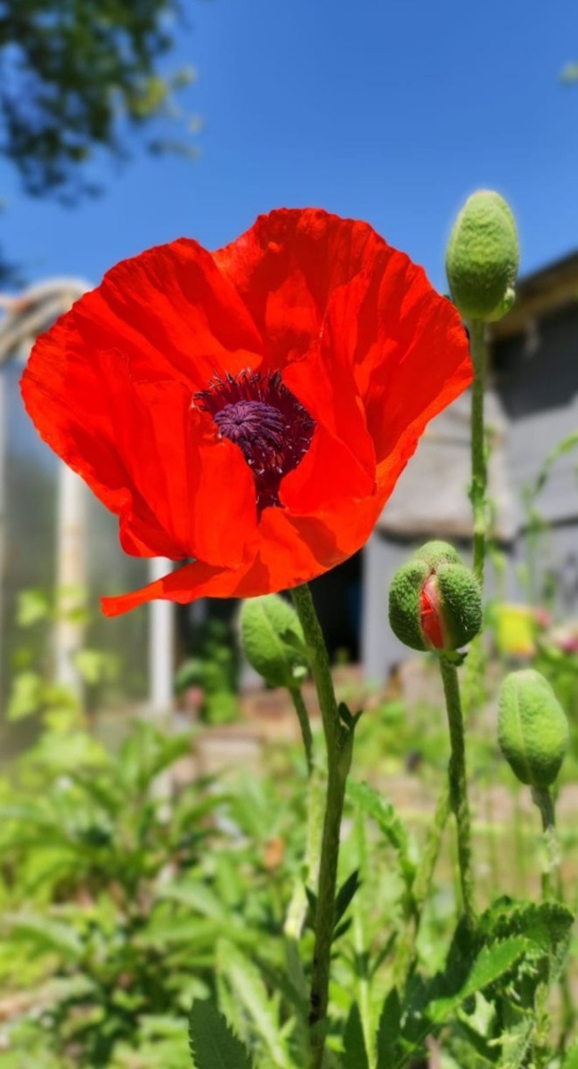 Мак восточный