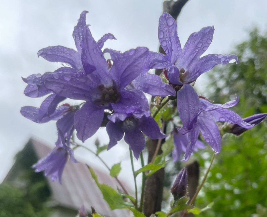 Колокольчик молочноцветковый Причардс Вэрайетти 