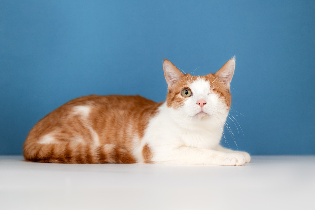 Очаровательный Макс будет ждать вас на презднике «Тыквы и Коты» 