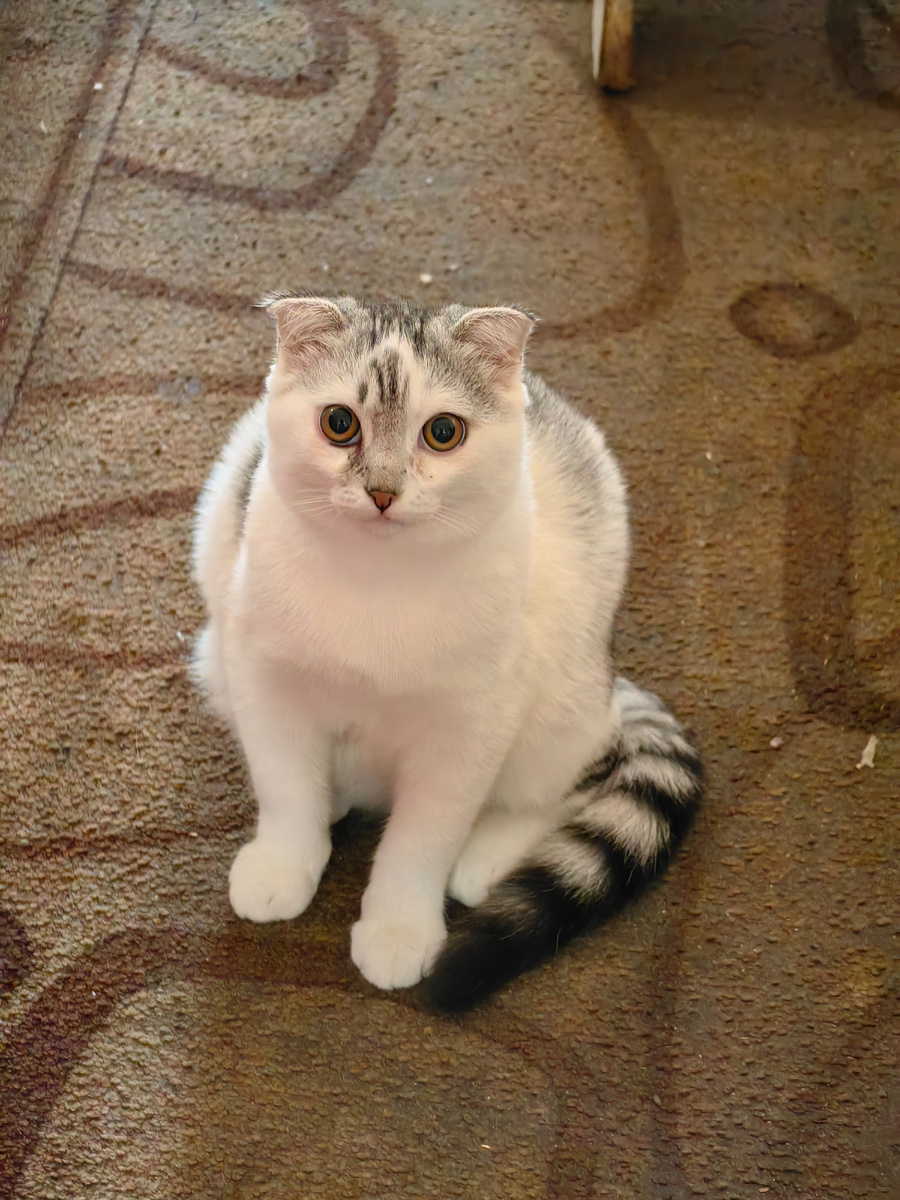 В гостях у Ирины Шевелевой. Тут живёт котёнок, прозвище которого я так и не смог запомнить... 