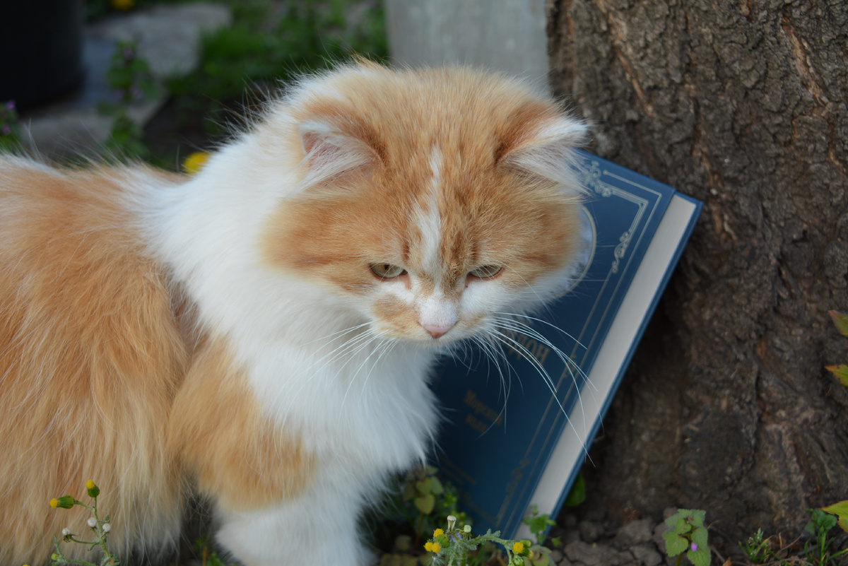 Хомачка решил, что должен принять активное участие в фотосъёмки книги. Фото автора. 