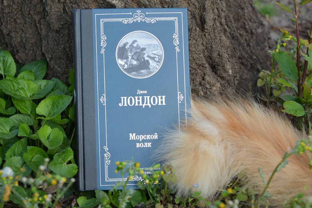 И эту фотографию определил, как лучную. Главное великолепие - его пушистый хвост. Фото автора. 