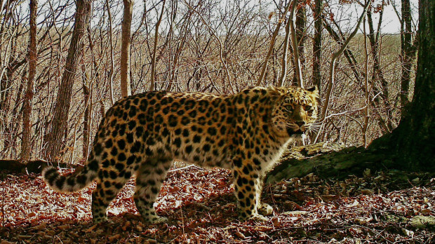 Сколько жизней у больших кошек: судьба редких хищников Дальнего Востока