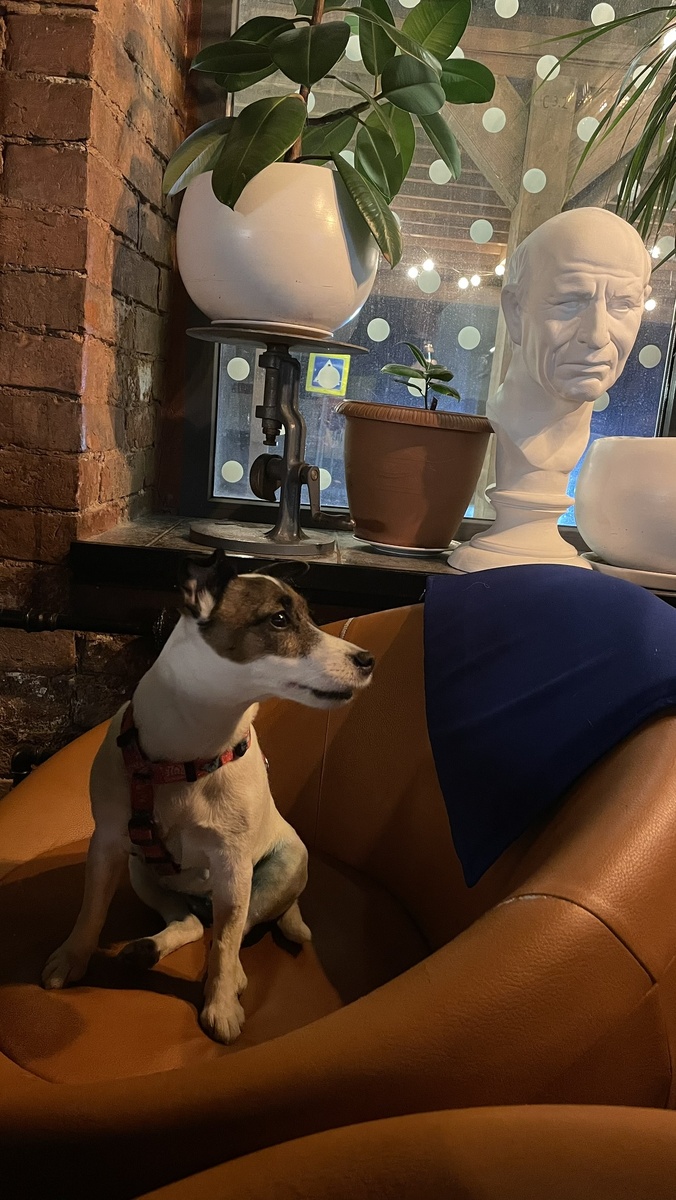 Умочка-джек рассел терьер, моя шерстяная попутчица. Кафе "Ландау",г.Сергиев-Посад. Фото из личного архива.