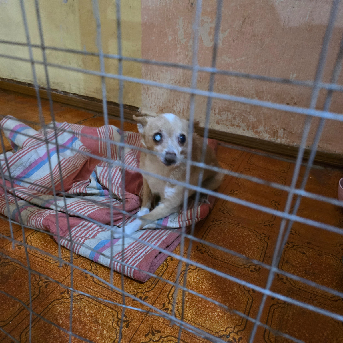 маленький белый пес дрожит одиноко