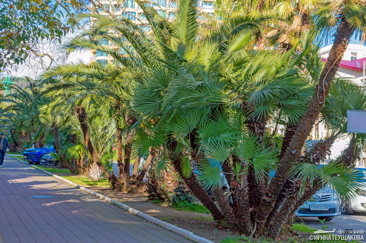 Пальмы вдоль тротуара по пути в парк.