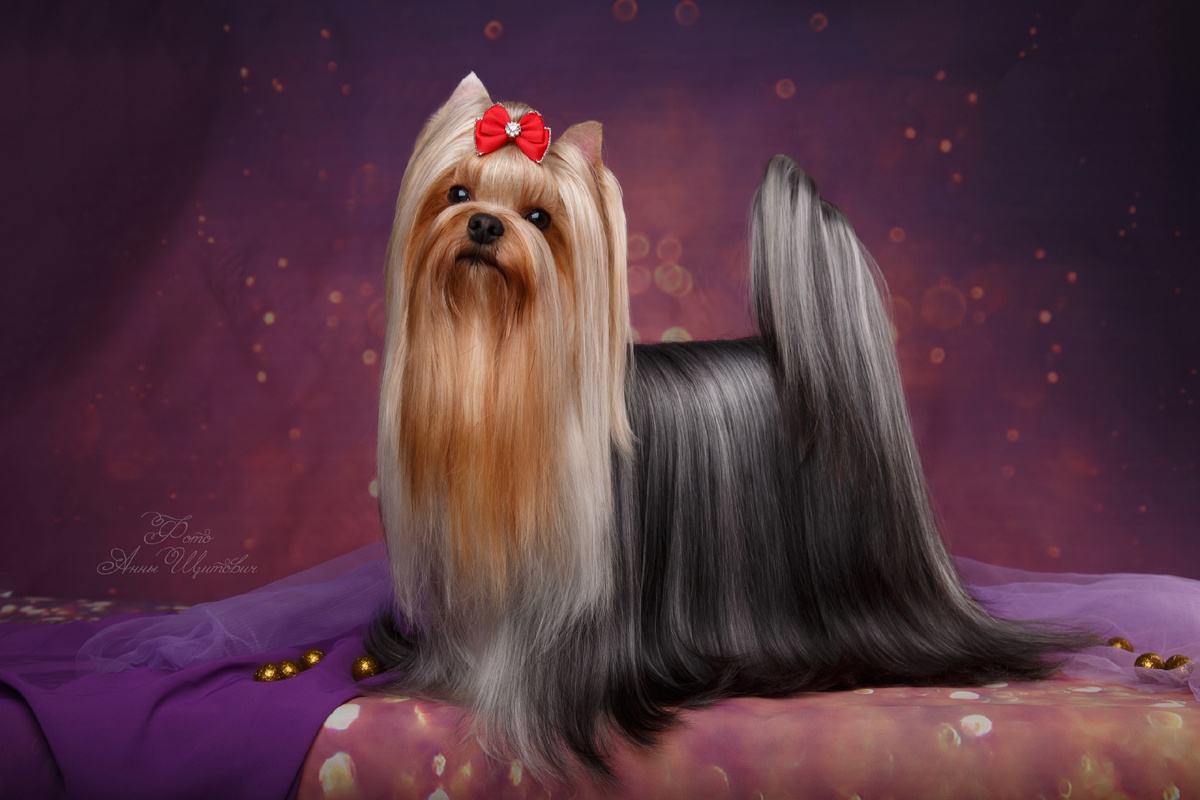 Собаки питомника Дали Кей