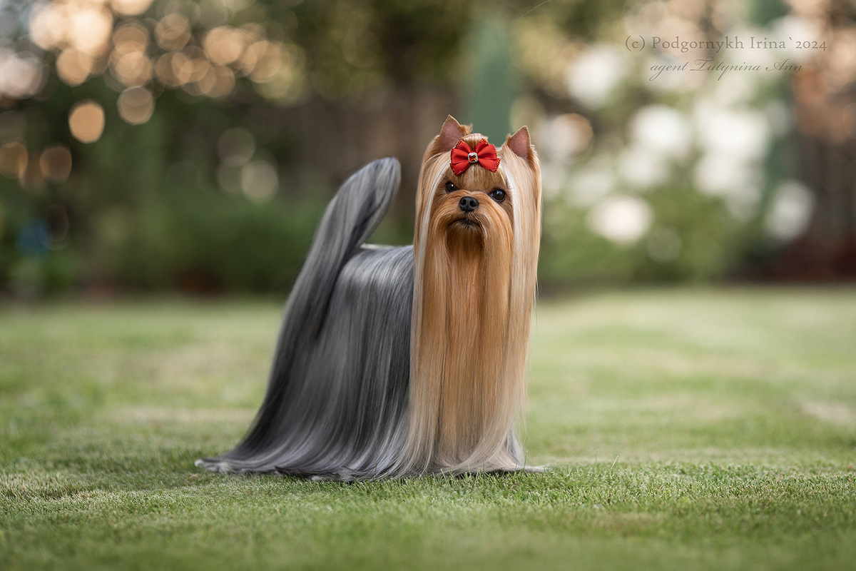 Дали Кей Мистериум Магнум