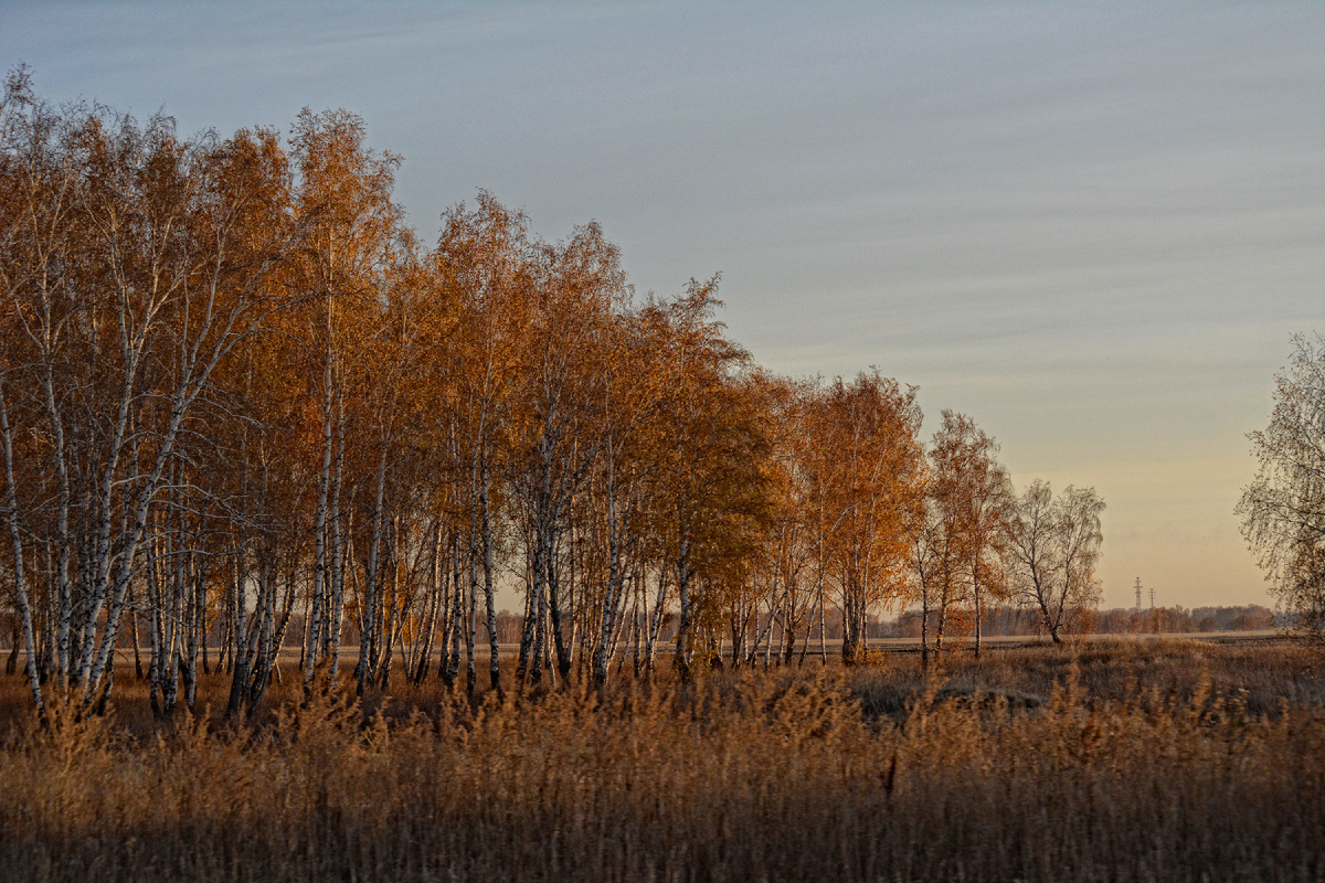 Осень 2019-го. Неимоверно красивая, жёлтая осень. Еду на Аношинские чтения в Большеречье.