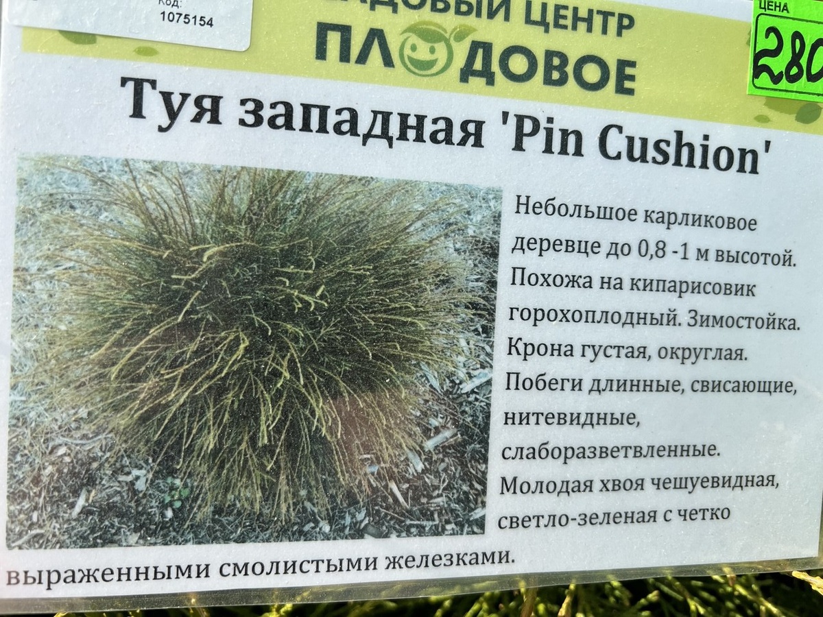 Туя западная Pin Cushion