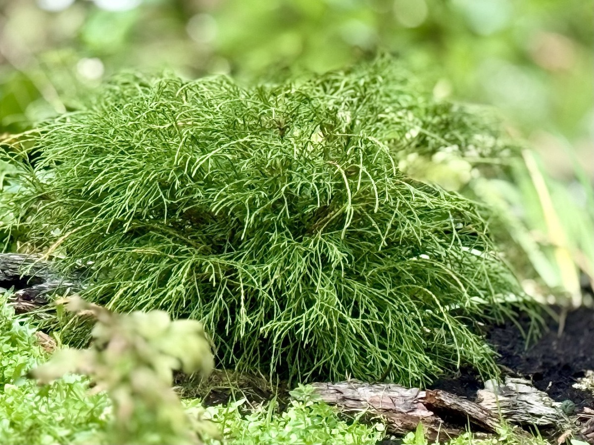 Туя западная Pin Cushion