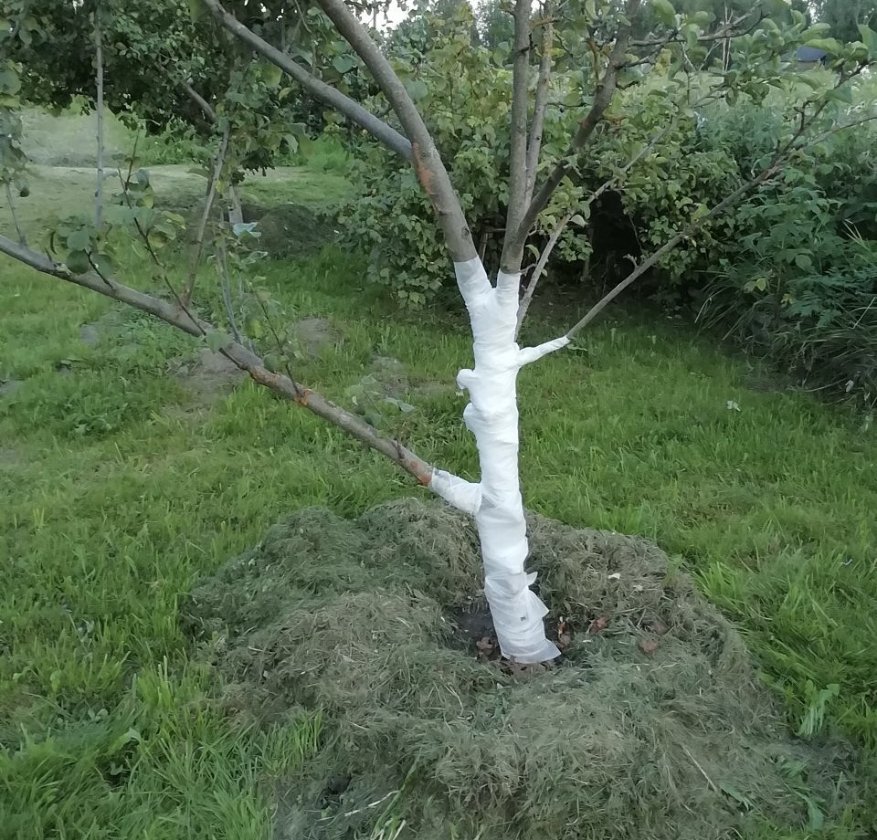 Фото из чата Дачного агронома 