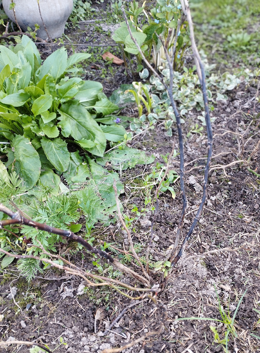 Вот такой результат после зимовки под лапником