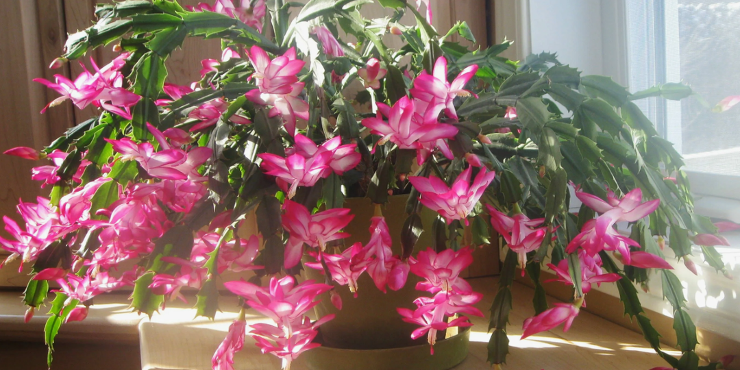 Чтобы декабрист зацвёл обильно — в октябре даю ему всего одно средство