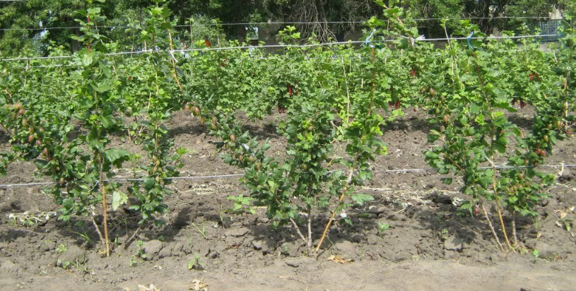 Необычный способ посадки смородины и крыжовника: экономия места и сил на уход, ягоды крупнее и слаще. А красота какая!