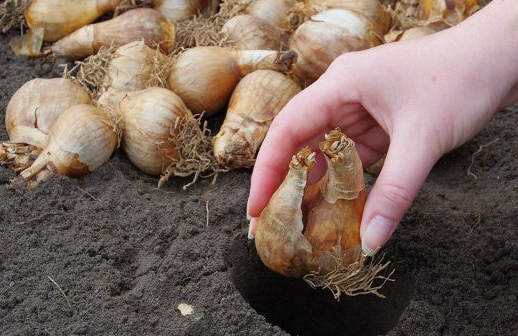 Луковица для посадки должна быть плотной, не пересохшей. Фото: Ботаничка.ру.