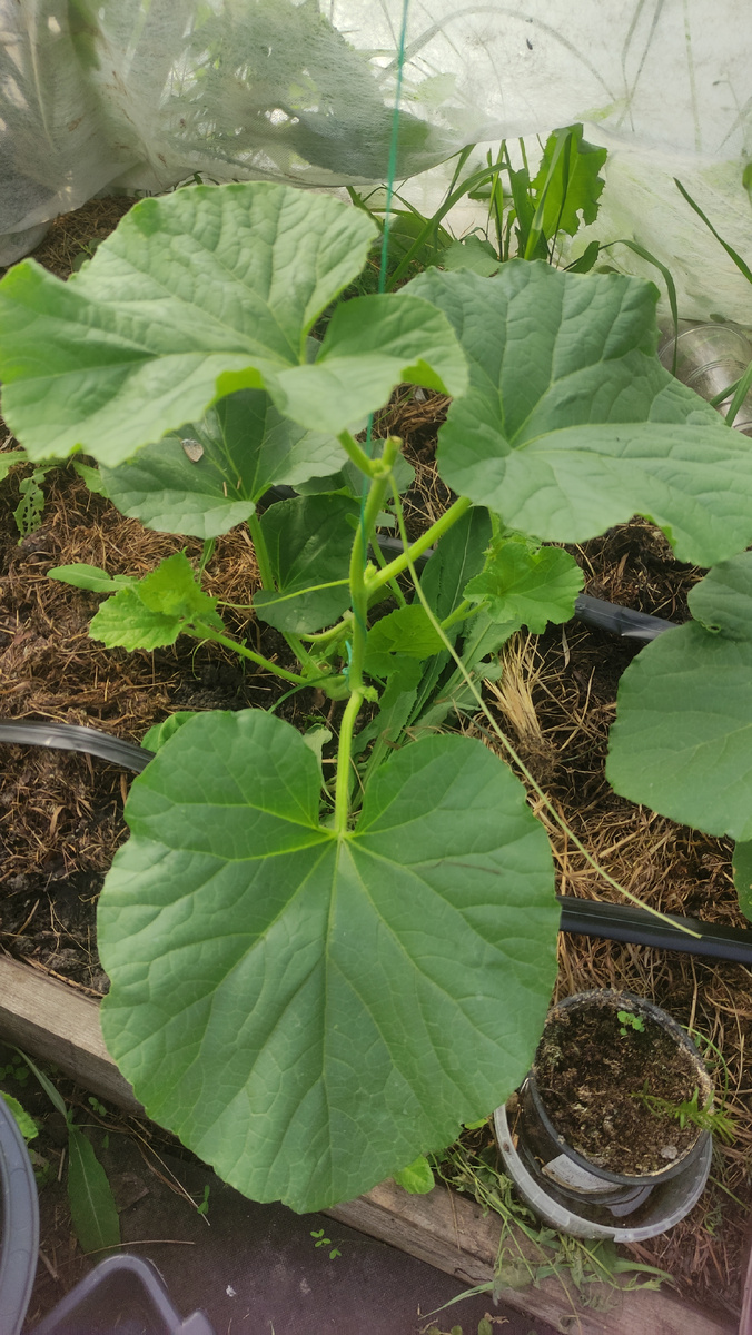 фото 13 июня