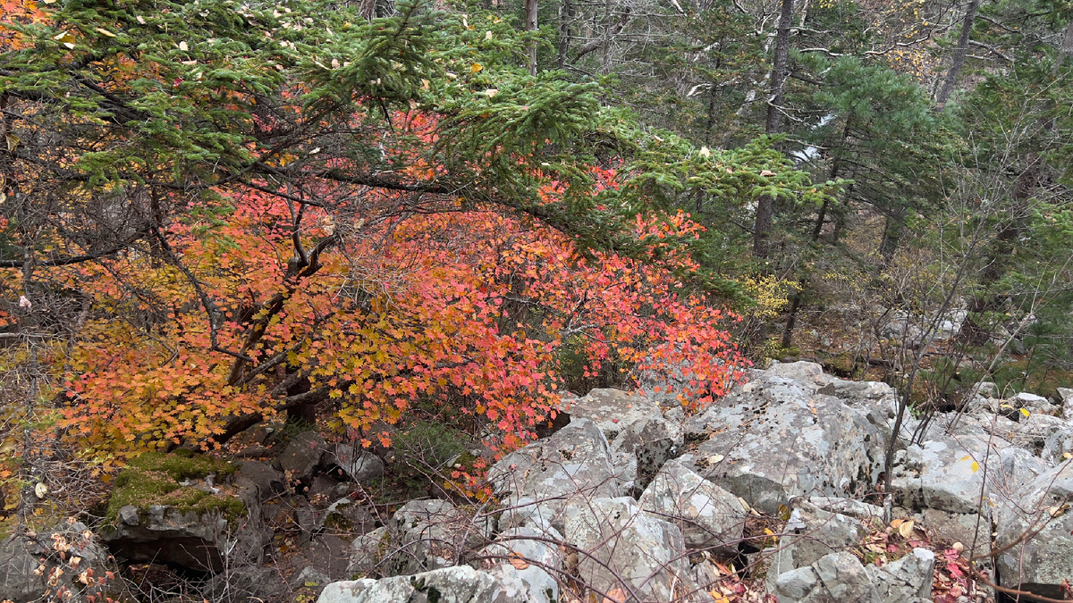 Фото автора. с. Анисимовка, по пути к беседке ушуистов