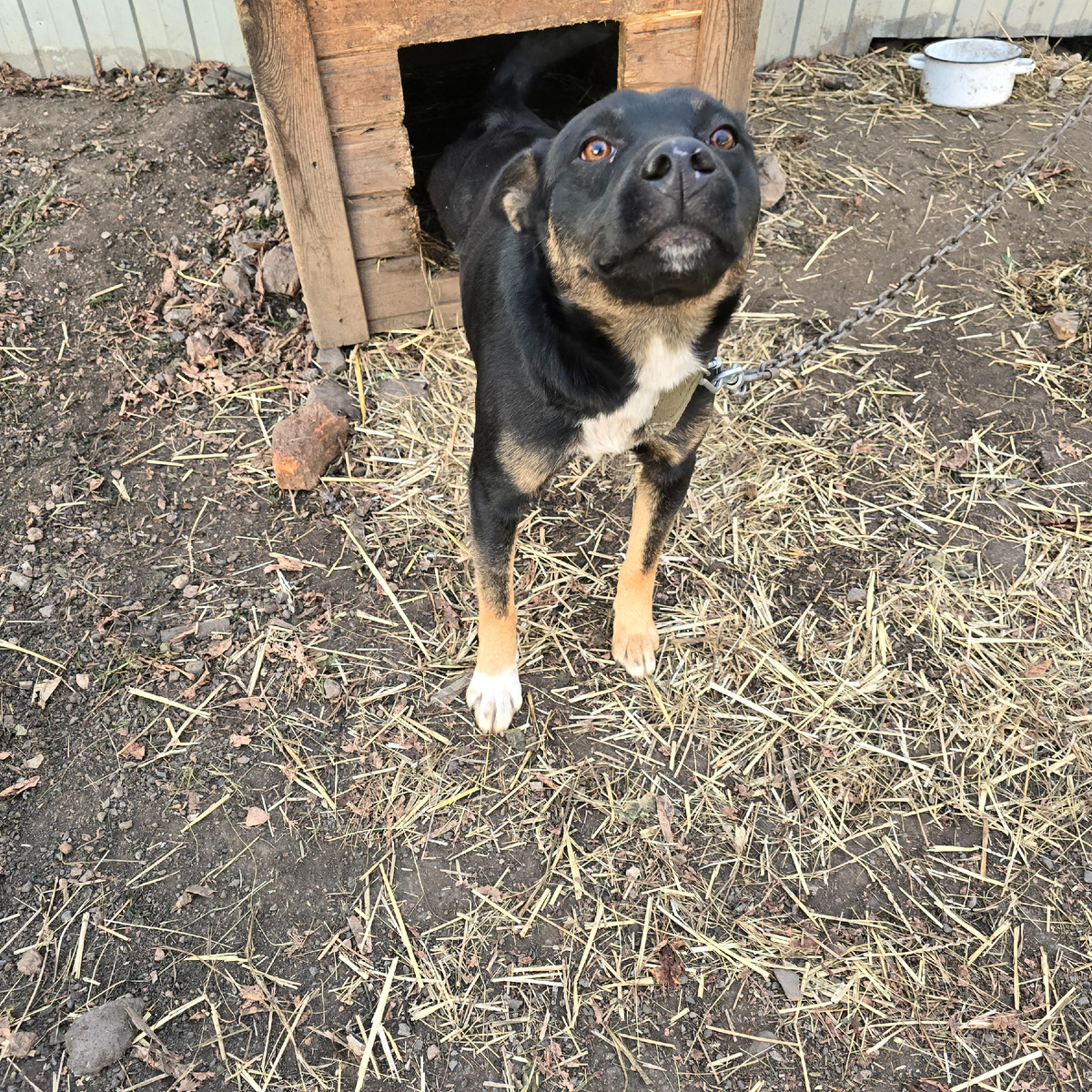 щенячья доверчивость перед лицом зимы